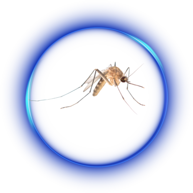 الشركة الألمانية لمكافحة الحشرات